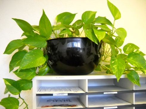 Pretty Pothos plant in Susan's office at KOBtv