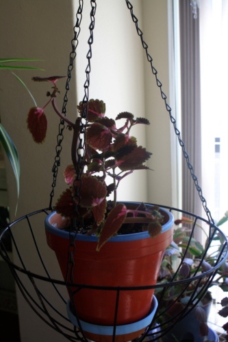Good To Grow, Liza's plants, Coleus as a houseplant